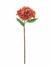 FRENCH HYDRANGEA RUSSET